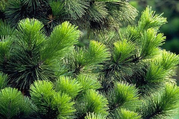 agullas para o tratamento da prostatite